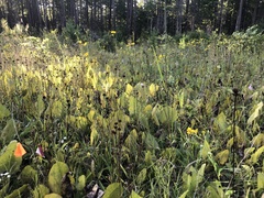 Marshallia legrandii