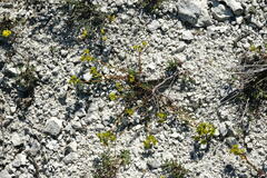 Euphorbia petrophila