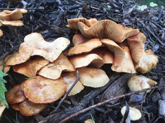 Gymnopilus penetrans