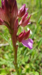Anacamptis papilionacea