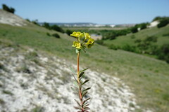 Euphorbia petrophila