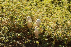 Podaxis pistillaris