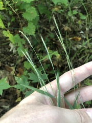 Muhlenbergia sylvatica