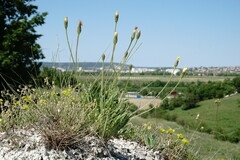 Leontodon biscutellifolius