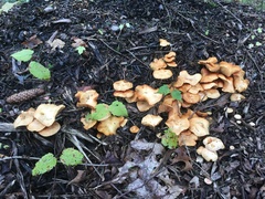 Gymnopilus penetrans