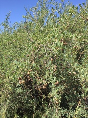 Halimodendron halodendron