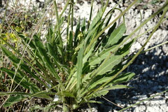 Leontodon biscutellifolius