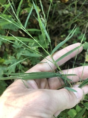 Muhlenbergia sylvatica