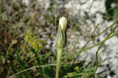 Leontodon biscutellifolius