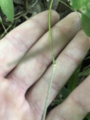 Muhlenbergia sylvatica