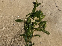 Potamogeton lucens