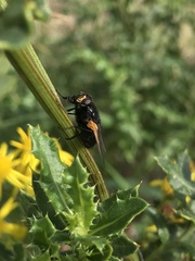 Mesembrina meridiana