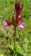 Anacamptis papilionacea
