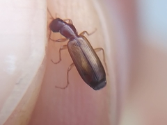 Paradromius linearis