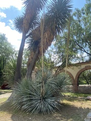 Dasylirion acrotrichum