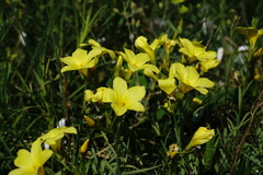 Linum tauricum