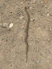 Pituophis catenifer catenifer