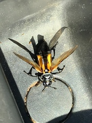 Nicrophorus hebes