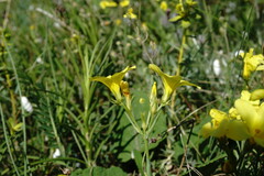 Linum tauricum