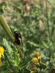 Mesembrina meridiana