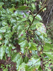 Pyrus