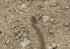 Pituophis catenifer catenifer