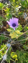 Dimorphotheca