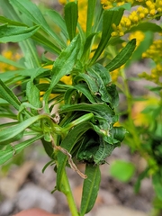 Asphondylia solidaginis