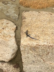 Plestiodon