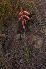 Watsonia aletroides