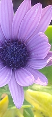 Dimorphotheca