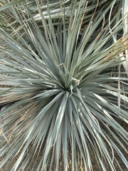 Dasylirion acrotrichum