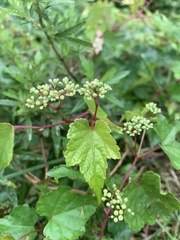 Ampelopsis