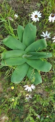 Ammocharis longifolia