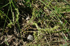 Veronica capsellicarpa