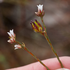 Diosma pilosa