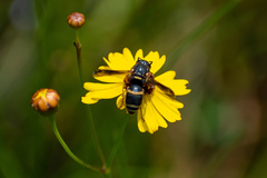 Euodynerus hidalgo boreoorientalis