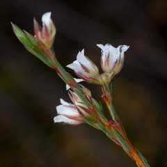 Diosma pilosa