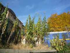 Helianthus tuberosus