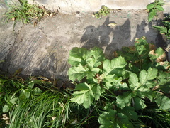 Heracleum sosnowskyi