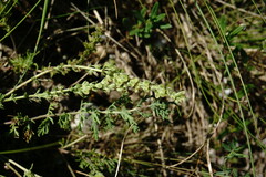 Veronica capsellicarpa