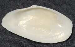 Megangulus bodegensis