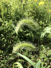 Setaria viridis viridis