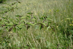 Paliurus spina-christi