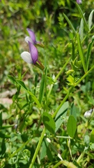 Vicia bithynica