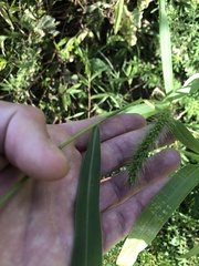 Setaria viridis viridis