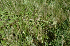 Paliurus spina-christi