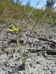 Hypoxis juncea