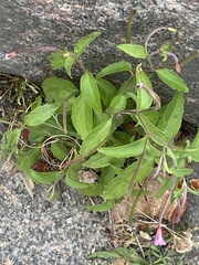 Epilobium ciliatum