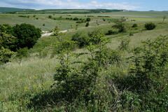 Paliurus spina-christi